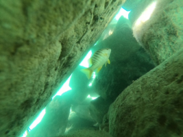 ....and fish that are there.
