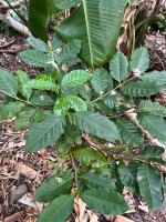 A coffee plant growing from plants JUST MERCY provided last year!