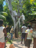 Bill "up a tree"