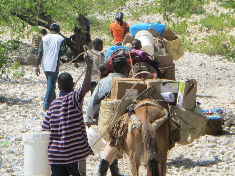 Mules loaded with cholera supplies headed into the mountains.