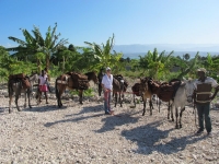 Mary and helpers with the five mules and tack.