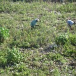 Gardeners clearing our lot