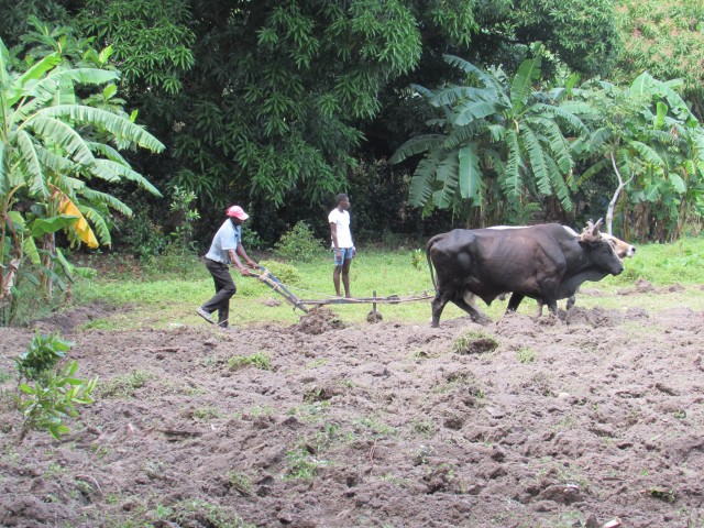 Plowing the new garden plot