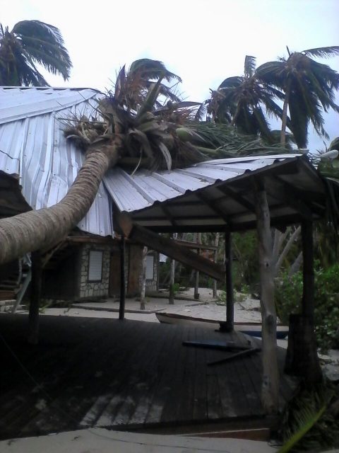 Coconut tree on the porch of JUST MERCY's base