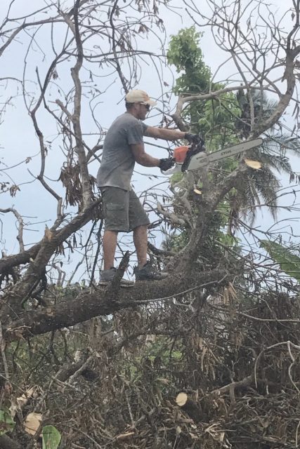 Cody cutting a tree in St. Jean